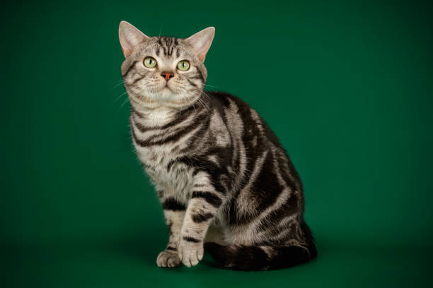istock American shorthair cat on colored backgrounds 1158294511