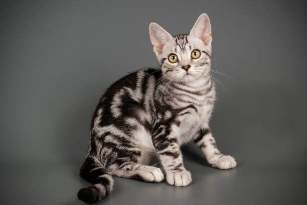 istock American shorthair cat on colored backgrounds 1158294514