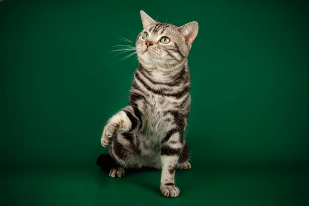 istock American shorthair cat on colored backgrounds 1158294515