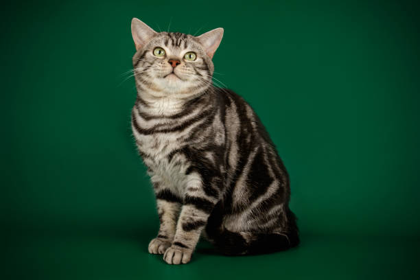 istock American shorthair cat on colored backgrounds 1158294516