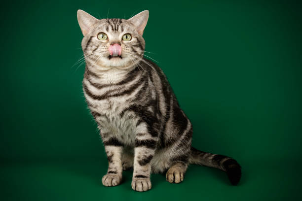 istock American shorthair cat on colored backgrounds 1158294525