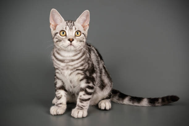 istock American shorthair cat on colored backgrounds 1158295047