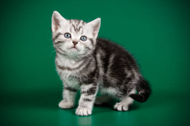 istock American shorthair cat on colored backgrounds 1158295089