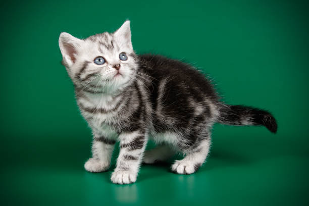 istock American shorthair cat on colored backgrounds 1158295106
