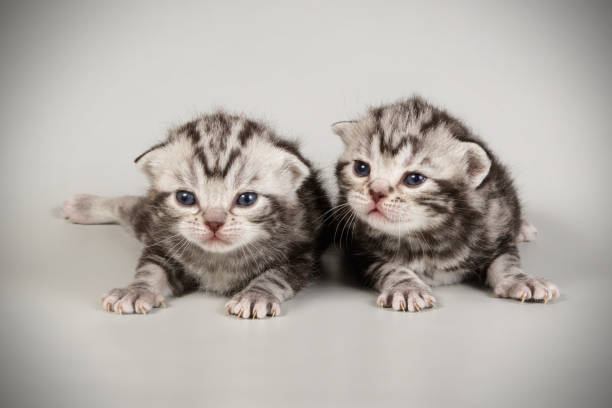 istock American shorthair cat on colored backgrounds 1158295237