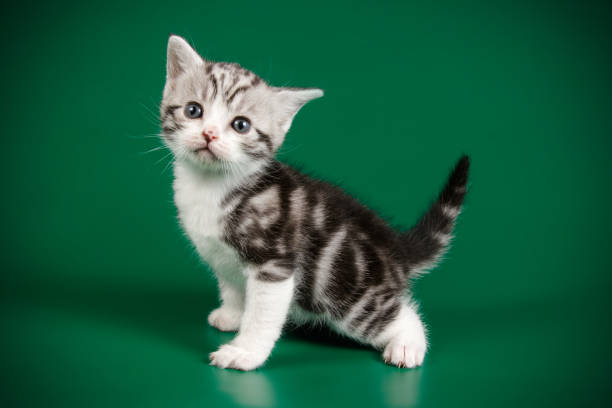 istock American shorthair cat on colored backgrounds 1158295489