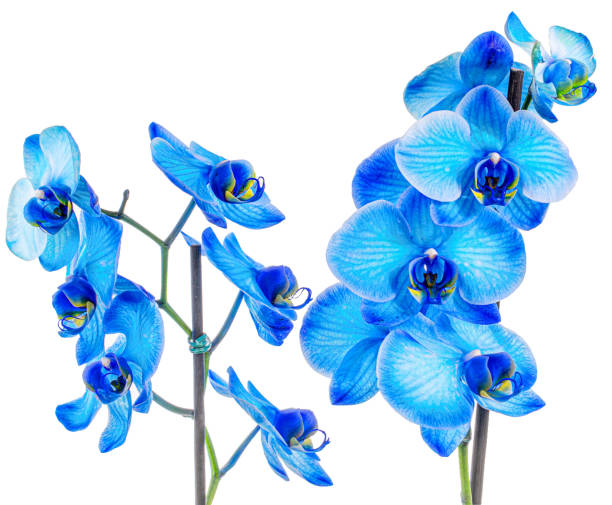 istock Beautiful Blue inked Orchid closeup macro white background 1158296520