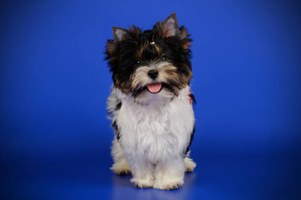 istock Biewer Yorkshire Terrier on colored backgrounds 1158296554