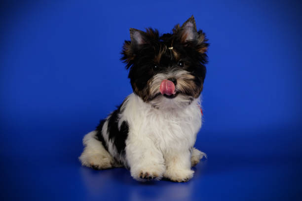 istock Biewer Yorkshire Terrier on colored backgrounds 1158296557