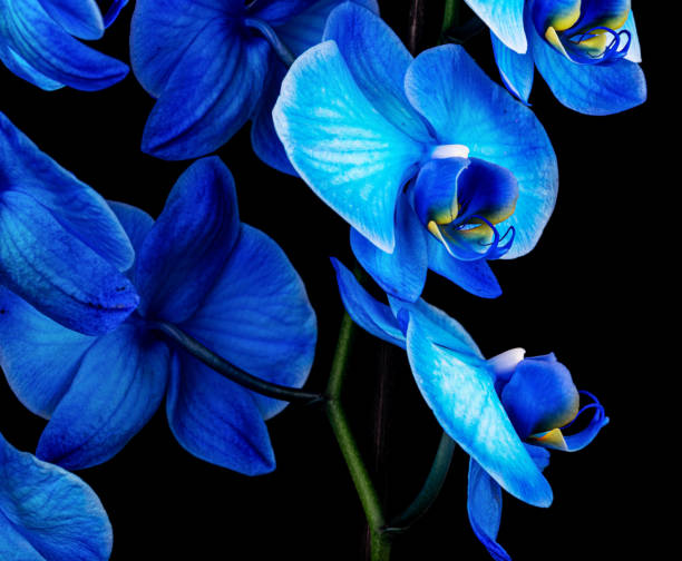 Beautiful Blue inked Orchid closeup macro black background