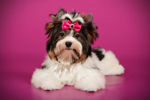 istock Biewer Yorkshire Terrier on colored backgrounds 1158296602