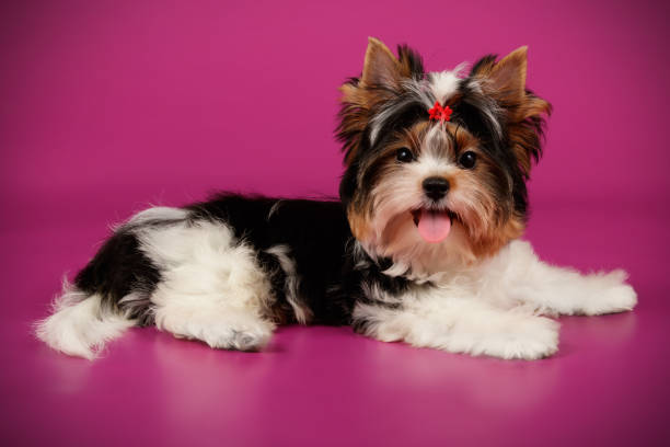 istock Biewer Yorkshire Terrier on colored backgrounds 1158296609