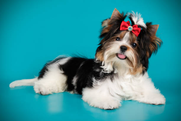 istock Biewer Yorkshire Terrier on colored backgrounds 1158297142