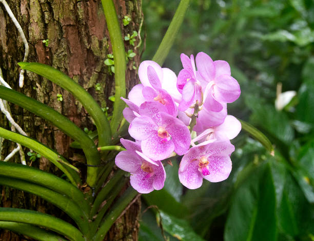 beautiful dewy pink orchid growing on tree - orchid flower pink flower head imagens e fotografias de stock