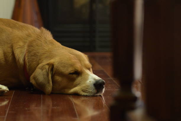 istock A Close-Up Of Dog 1158299222