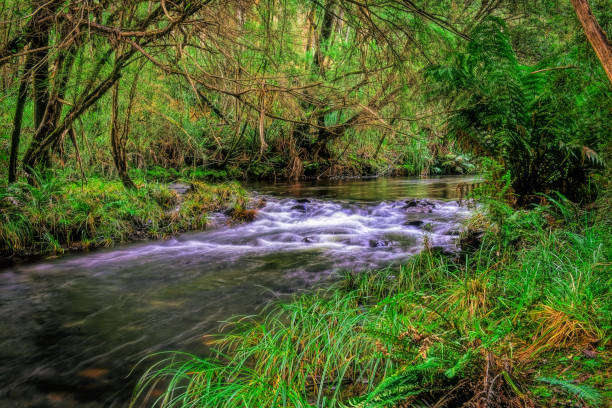 alto río yarra - melbourne australia yarra river river fotografías e imágenes de stock