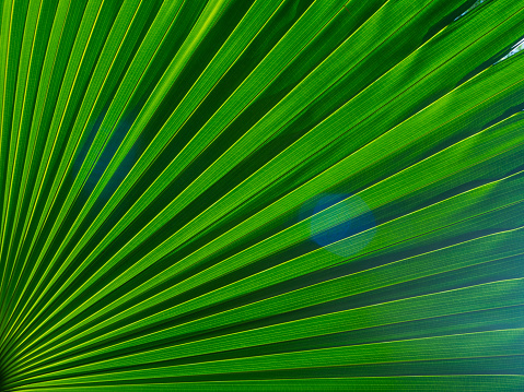 The texture of the green leaf of the palm tree to light