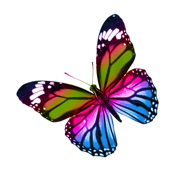istock tropical colorful butterfly isolated on white background 1158304274