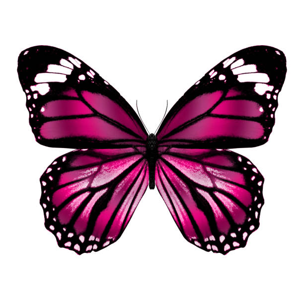 red butterfly. isolated on white background