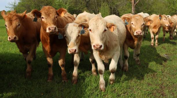 istock Herd of Charolais calves on grass 1158304331