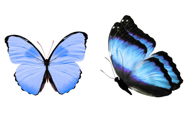 istock tropical blue butterfly. isolated on white background 1158304354
