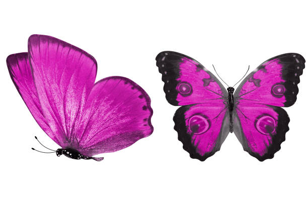 istock beautiful two pink butterflies isolated on white background 1158304533