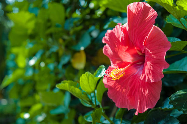 profil de rose mallow - stem pollen hibiscus beauty in nature photos et images de collection