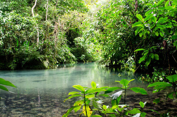 istock jungle river waterfall green nature peru water 1158304978