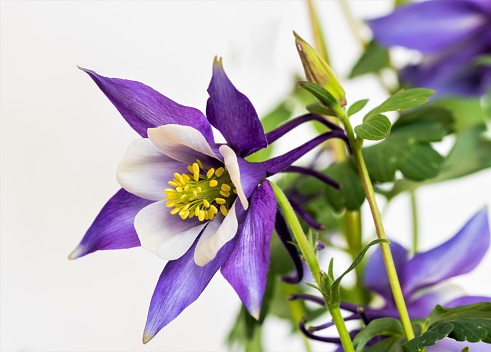 Purple Columbine flowers on grey or white backgrounds.