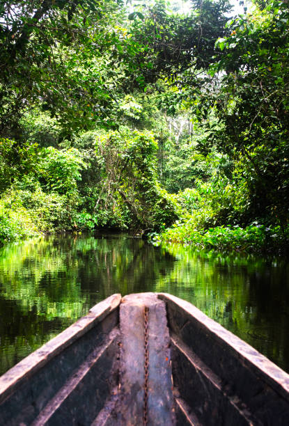 istock jungle river waterfall green nature peru water 1158308593