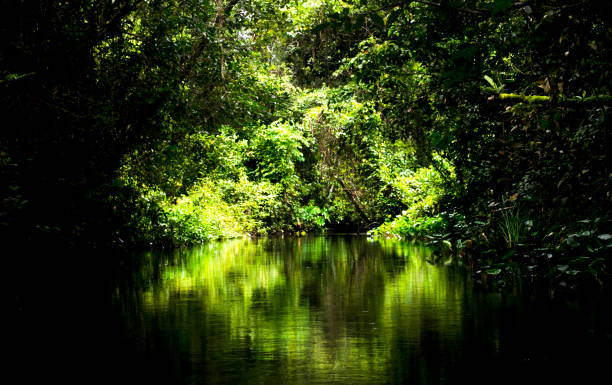 istock jungle river waterfall green nature peru water 1158308595
