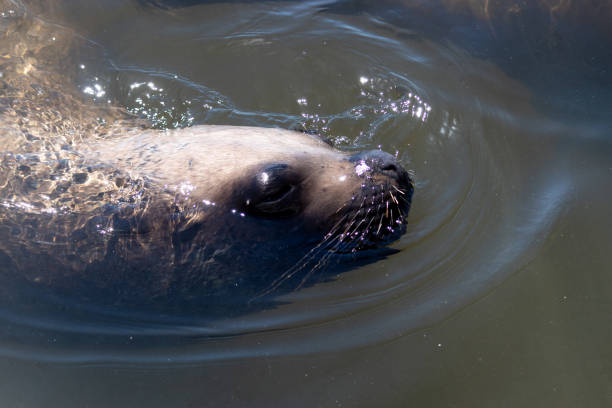 istock Sea lion Swimming 1158308675