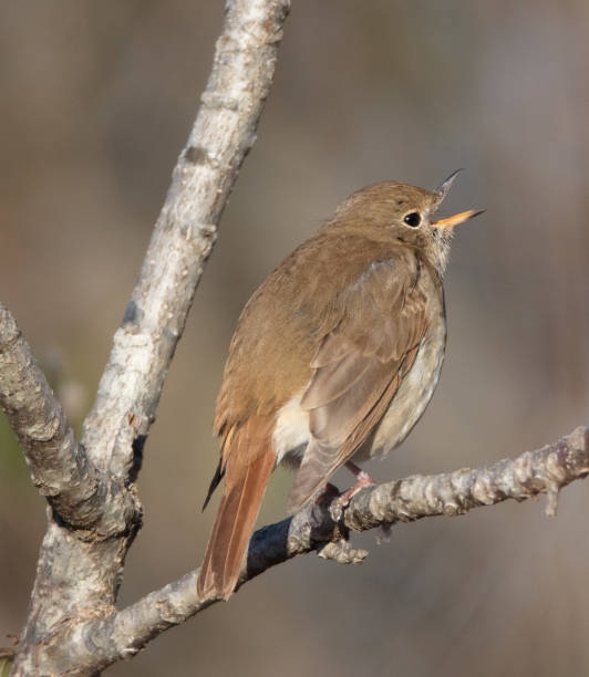 Hermit Thrush Calling Hermit Thrush (Catharus guttatus) perched on a branch thrush bird stock pictures, royalty-free photos & images
