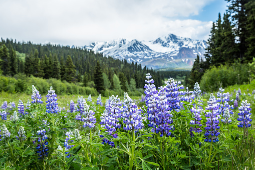 Near the Richardson Highway through the Delta Mountains of Alaska grows several wild lupins in large bunches of purple flowers.
