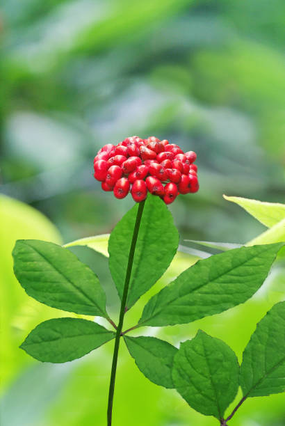 Red Fruit of Korean Traditional Ginseng Red Seeds of Korean Traditional Ginseng, an excellent medicinal health food ginseng fruit stock pictures, royalty-free photos & images