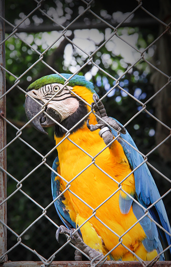 Single colorful blue and yellow macaw or ara chloropterus clings in steel cage