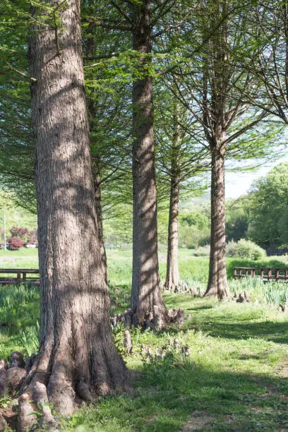 Photo of Bald cypress (Taxodium distichum) tree. Aquatic Botanical Garden