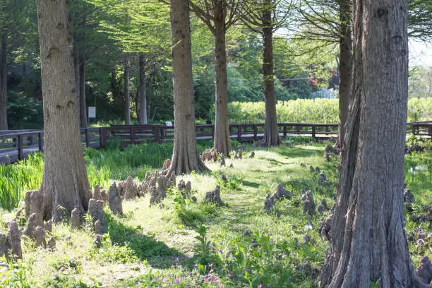 Photo of Bald cypress (Taxodium distichum) tree. Aquatic Botanical Garden