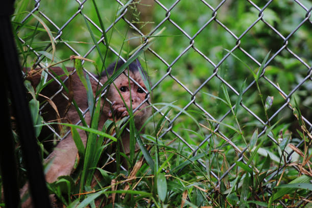 istock A monkey in a cage that does not look to happy at something outside 1158316315