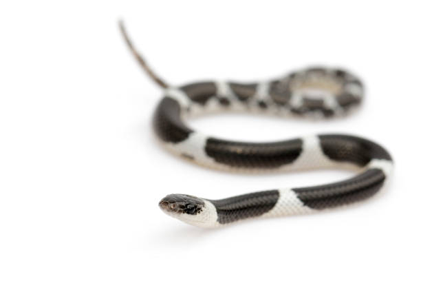 istock Image of little snake (Lycodon laoensis) on white background., Reptile,. Animals 1158317228