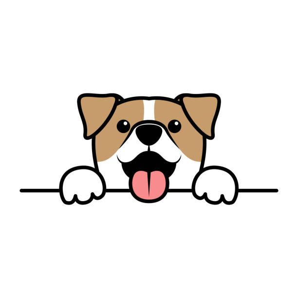 illustrations, cliparts, dessins animés et icônes de pattes mignonnes de terrier de russell de jack vers le haut au-dessus du mur, dessin animé de visage de chien, illustration de vecteur - puppy