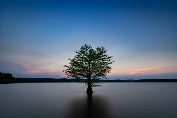 istock Lone Tree in Jordan Lake, North Carolina at Dusk 1158318145