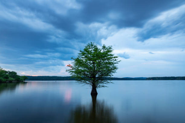 Lone Tree in Jordan Lake, North Carolina at Dusk A sunset view of an isolated tree growing in the water in Jordan Lake, North Carolina. chapel hill photos stock pictures, royalty-free photos & images