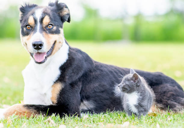 istock Dog and cat resting outdoors 1158320083
