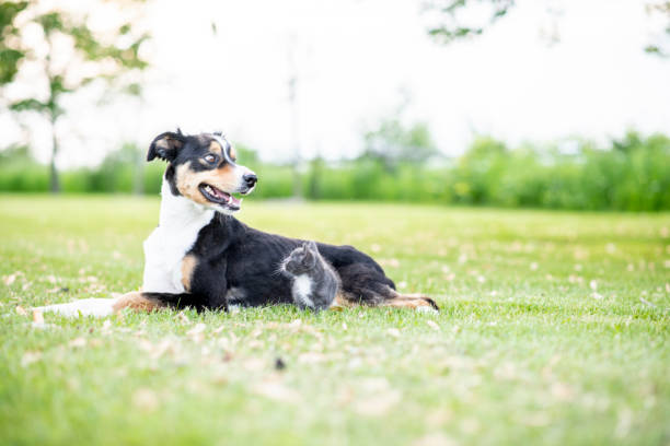 istock Dog and cat resting outdoors 1158320084
