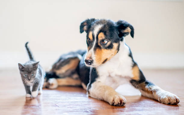 istock Cat and dog in living room 1158320087
