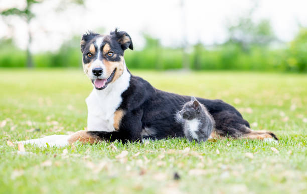 istock Dog and cat resting outdoors 1158320088