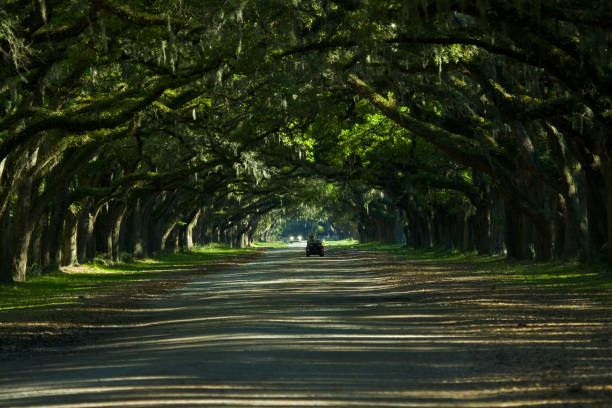 istock Savannah Georgia lonely road covered with trees 1158322009