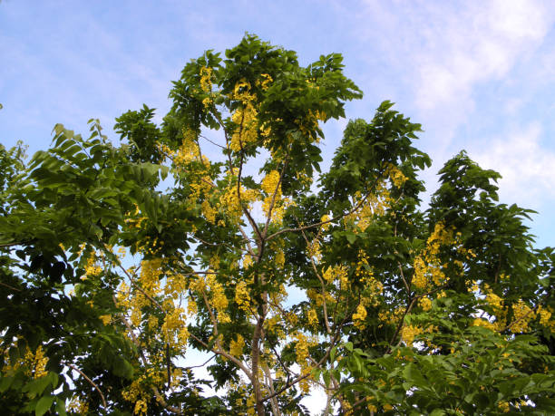 istock Yellow flower close-up under blue sky 1158327728