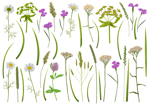 Herb and field flowers set in watercolor style. Greenery botanical objects collection for textile prints, country backgrounds, alpine banner and wrapping.